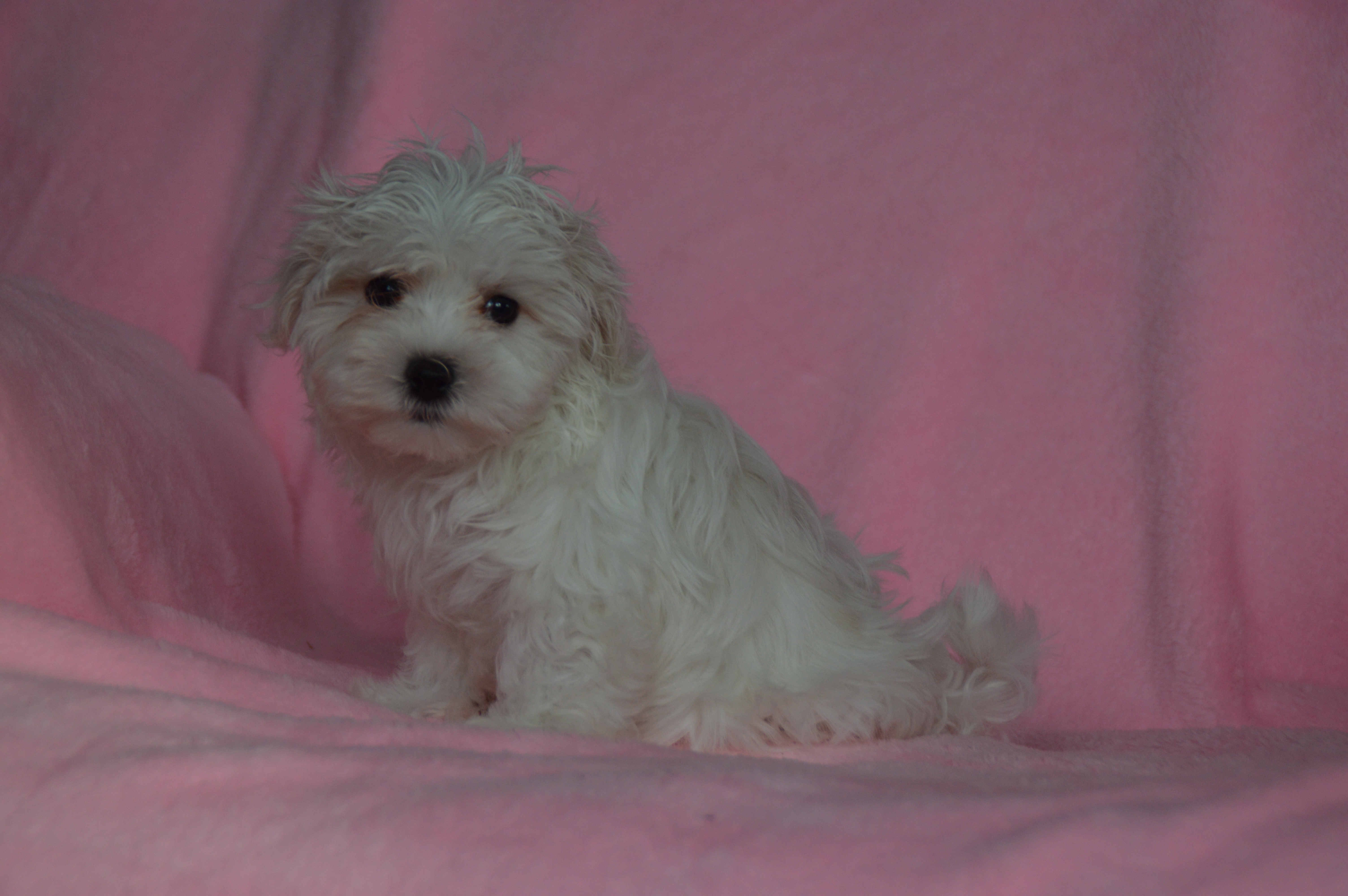 puppy, for, sale, Maltese,   Sunny Meadow Puppies, dog, breeder, Mill Hall, PA, dog-breeder, puppy-for-sale, forsale, nearby, find, puppyfind, locator, puppylocator, aca